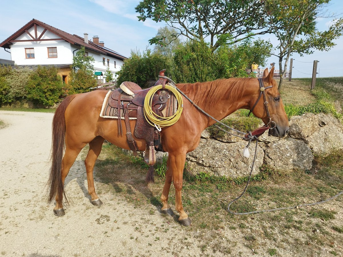 American Quarter Horse Gelding 14 years 15 hh Chestnut-Red in Gutau