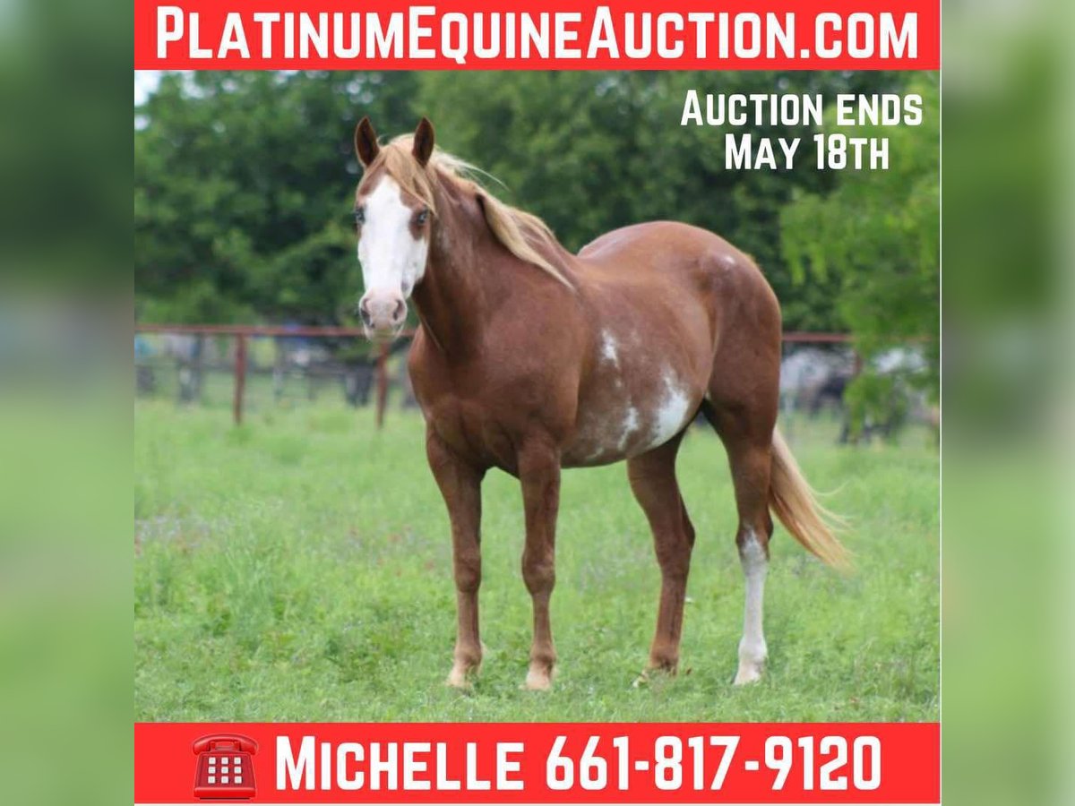 American Quarter Horse Gelding 14 years 15 hh Chestnut in Stephenville TX