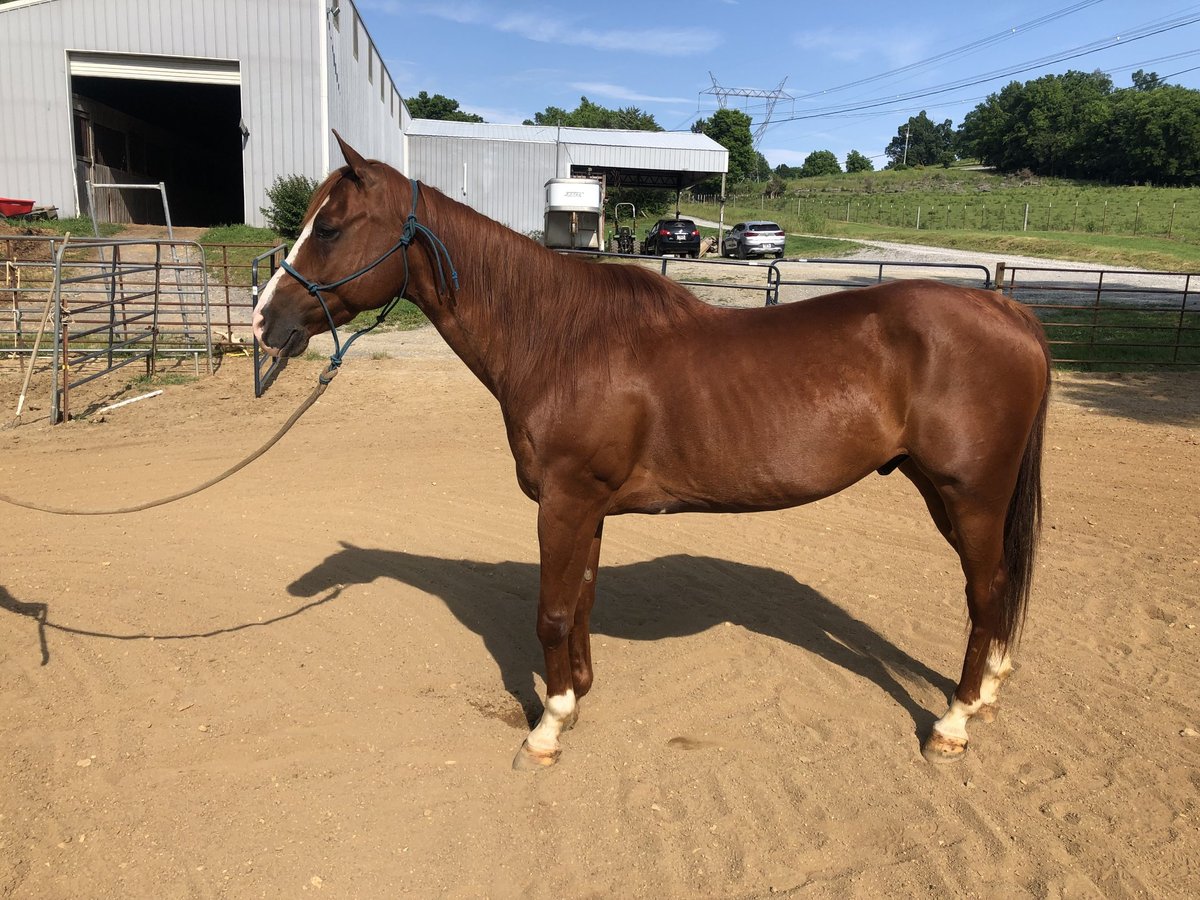 American Quarter Horse Gelding 14 years 15 hh Chestnut in Shelbyville