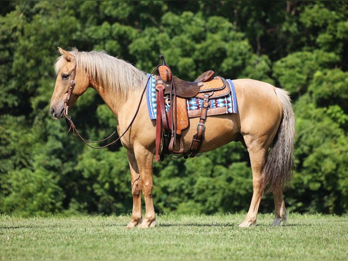 American Quarter Horse Gelding 14 years 15 hh Palomino in Somerset KY
