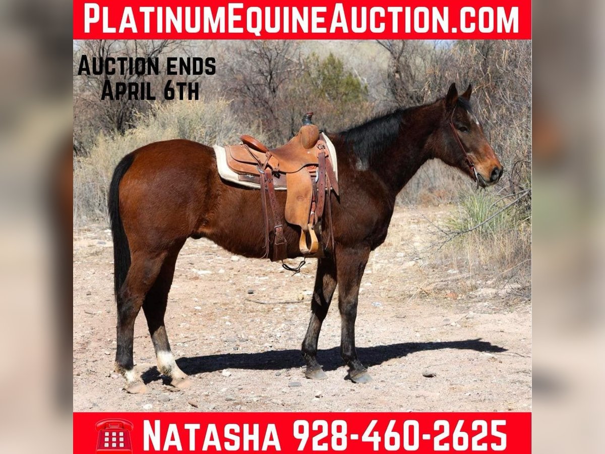 American Quarter Horse Gelding 14 years 15,1 hh Bay in Camp Verde AZ