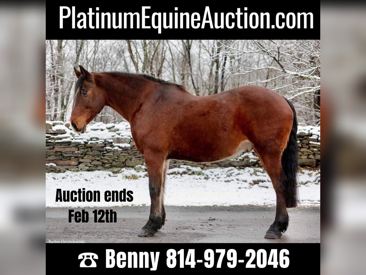 American Quarter Horse Gelding 14 years 15,1 hh Bay in Everette PA