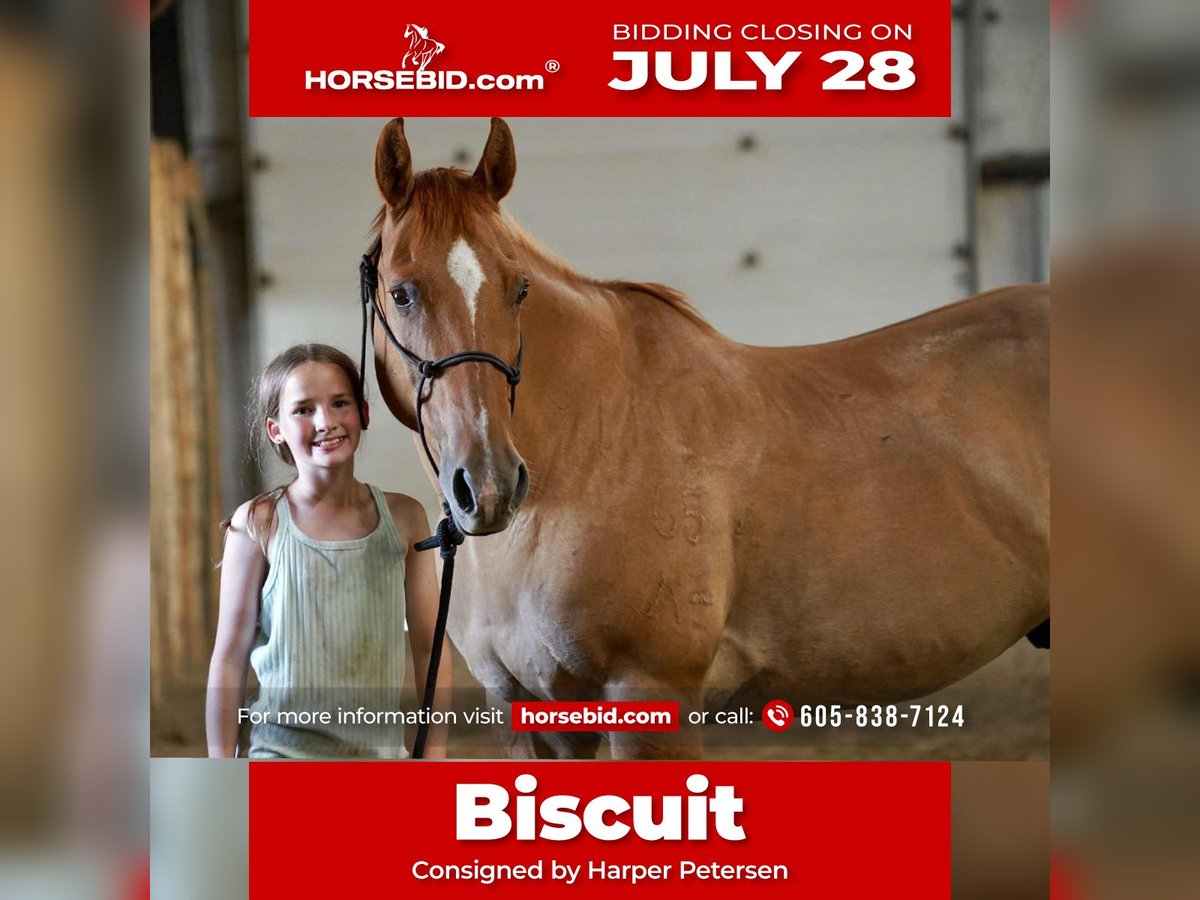 American Quarter Horse Gelding 14 years 15,1 hh Red Dun in Corsica