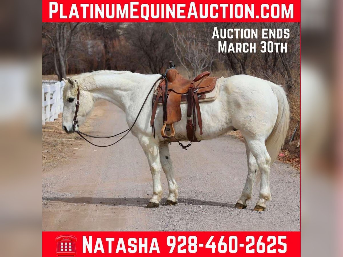 American Quarter Horse Gelding 14 years 15,1 hh White in Camp Verde AZ