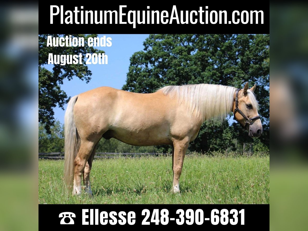American Quarter Horse Gelding 14 years 15,2 hh Palomino in Highland MI