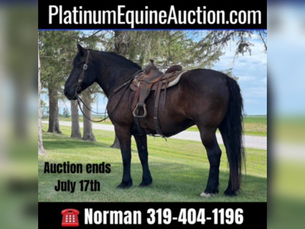 American Quarter Horse Gelding 14 years 16,1 hh Black in Zearing Iowa