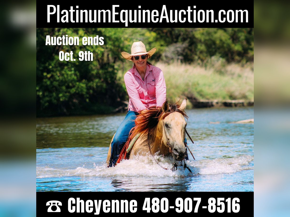 American Quarter Horse Gelding 14 years Buckskin in Stephenville, TX