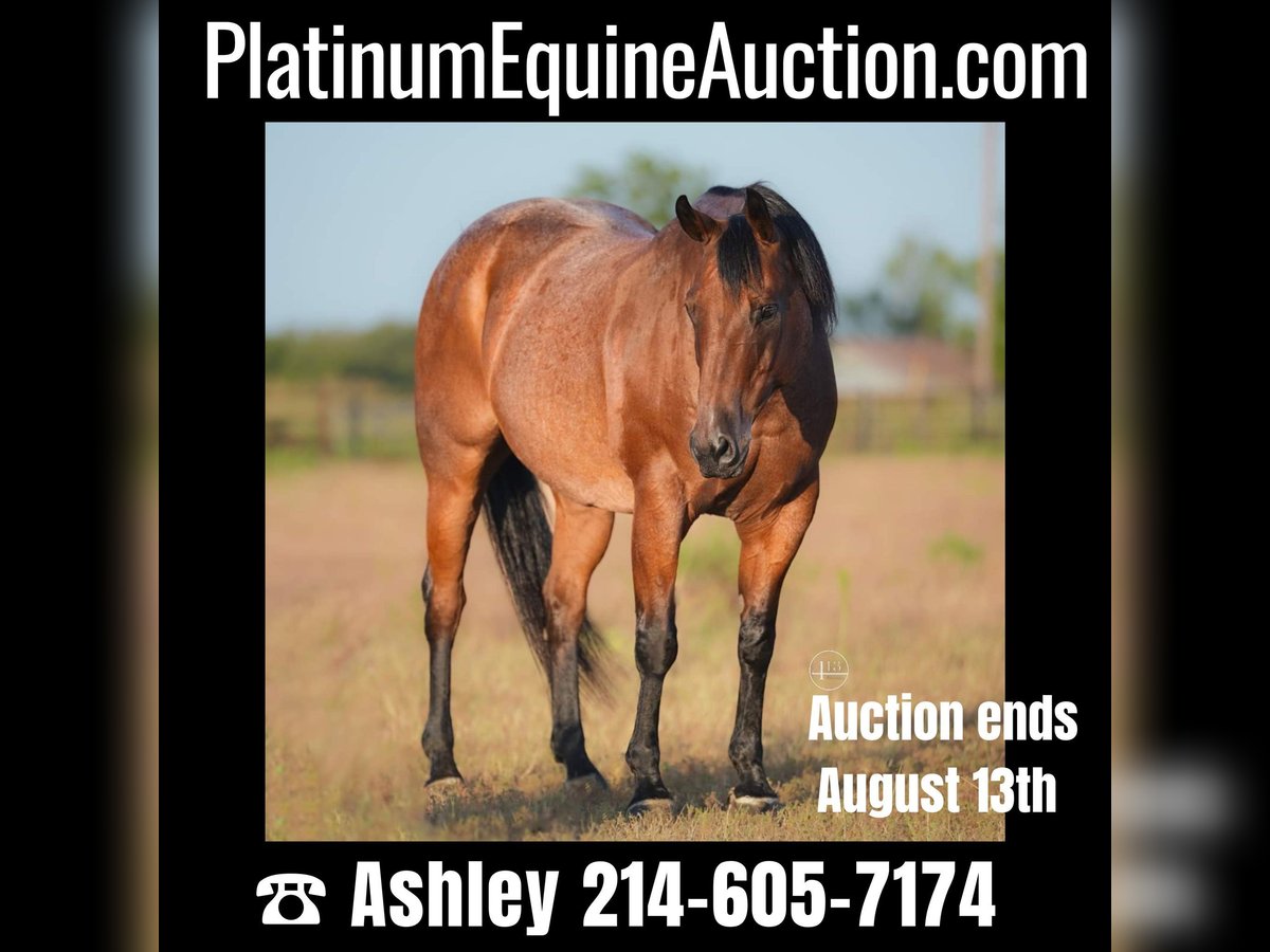 American Quarter Horse Gelding 14 years Roan-Bay in Weatherford TX