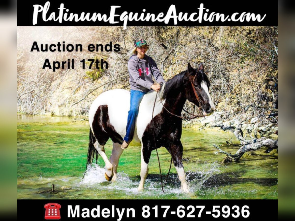 American Quarter Horse Gelding 14 years Tobiano-all-colors in Bluff Dale, TX