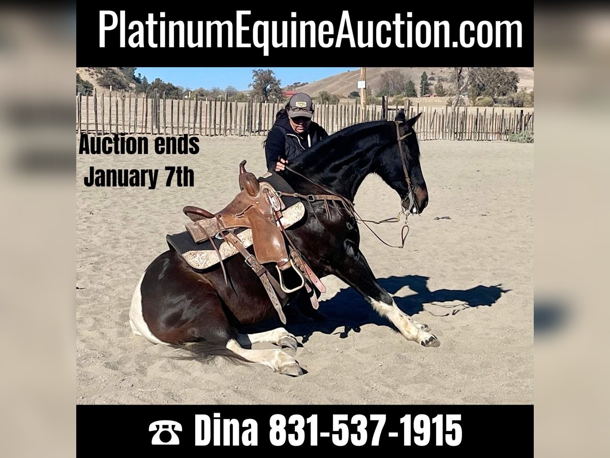 American Quarter Horse Gelding 14 years Tobiano-all-colors in Paicines CA