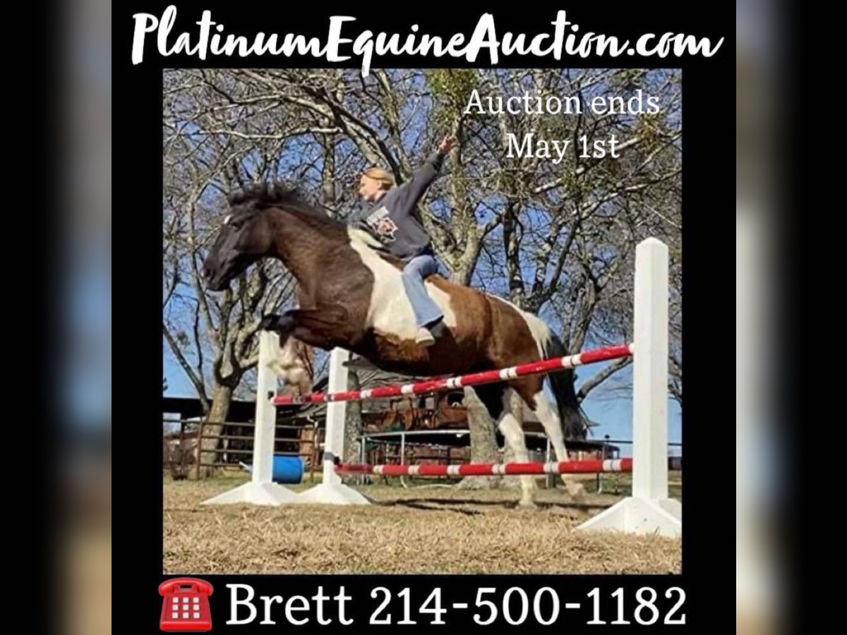 American Quarter Horse Gelding 15 years 13,2 hh Black in Grand Saline TX