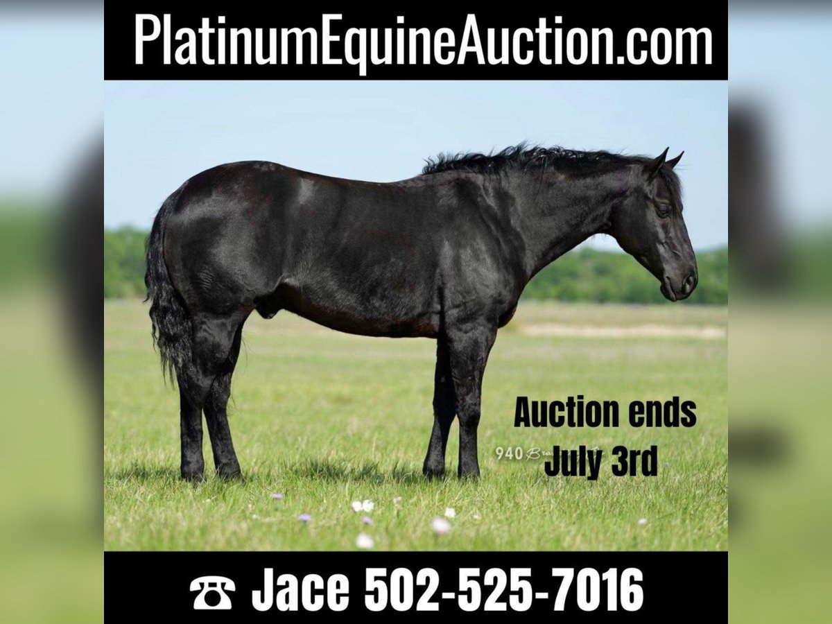 American Quarter Horse Gelding 15 years 14,3 hh Black in waco TX