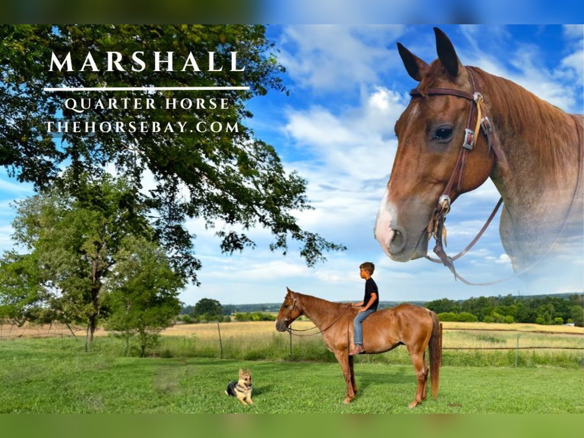 American Quarter Horse Gelding 15 years 14,3 hh Roan-Red in Houston, MO