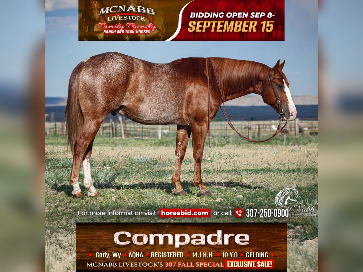 American Quarter Horse Gelding 15 years 14,1 hh Sorrel in Cody