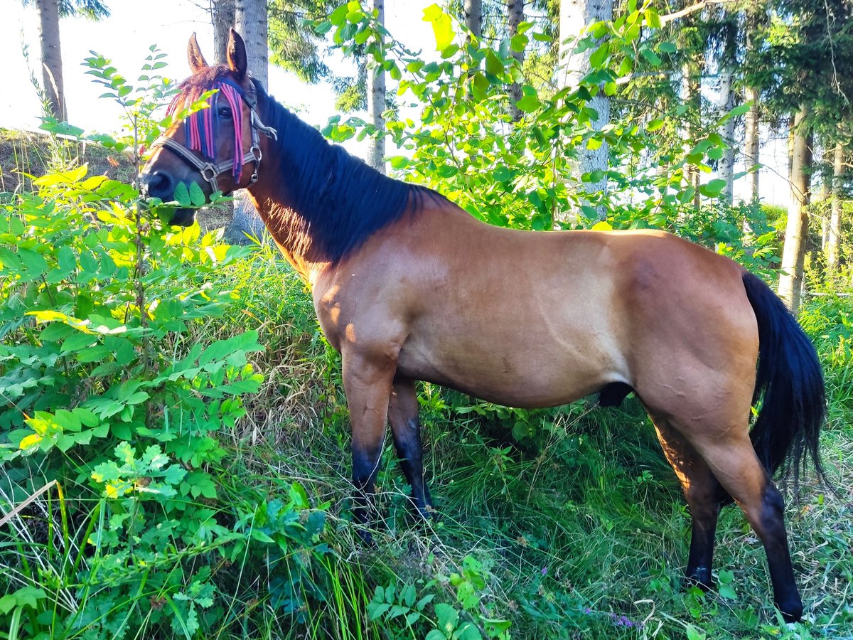 American Quarter Horse Gelding 15 years 14,2 hh Brown-Light in St. Stefan