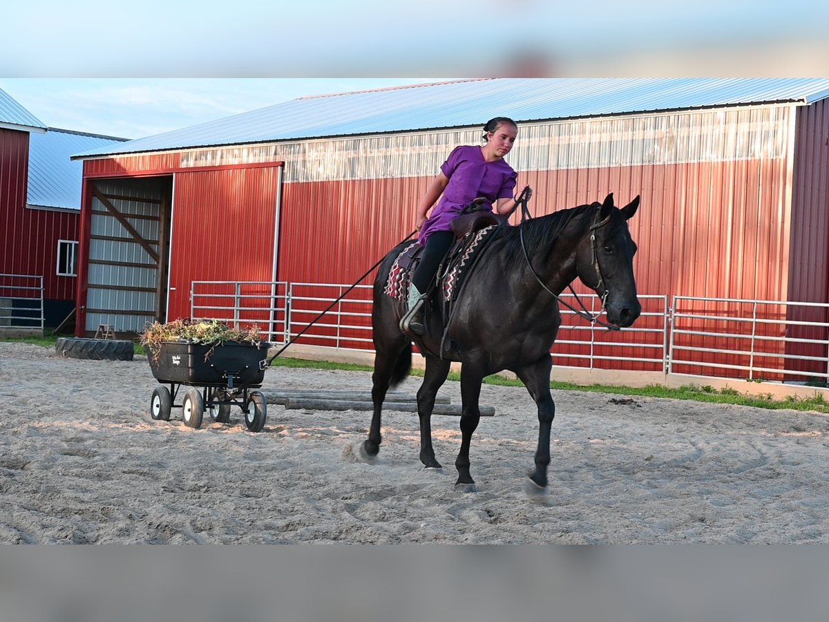 American Quarter Horse Gelding 15 years 15,1 hh Black in Fairbanks ia