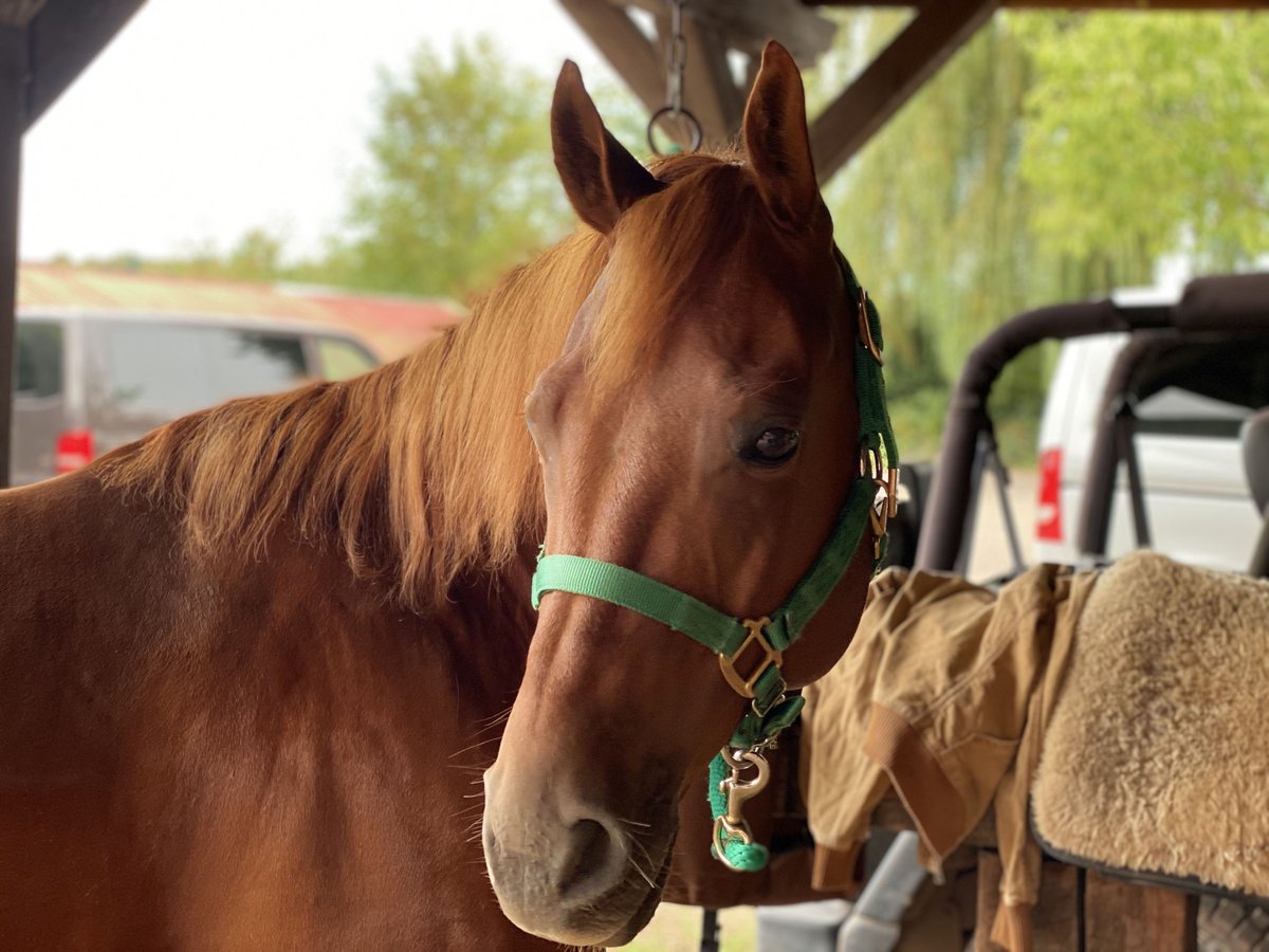 American Quarter Horse Gelding 15 years 15,1 hh Chestnut-Red in Heltersberg