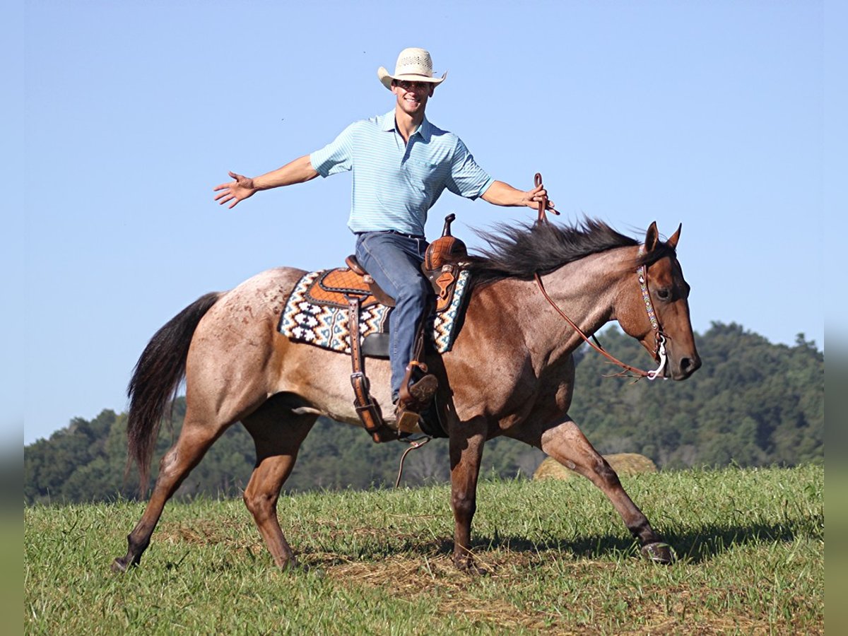 American Quarter Horse Gelding 15 years 15,1 hh Roan-Bay in Brodhead Ky