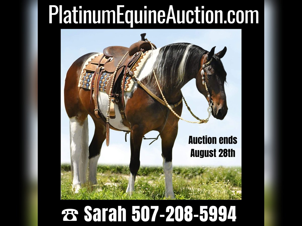 American Quarter Horse Gelding 15 years 15,1 hh Tobiano-all-colors in Oelwein IA