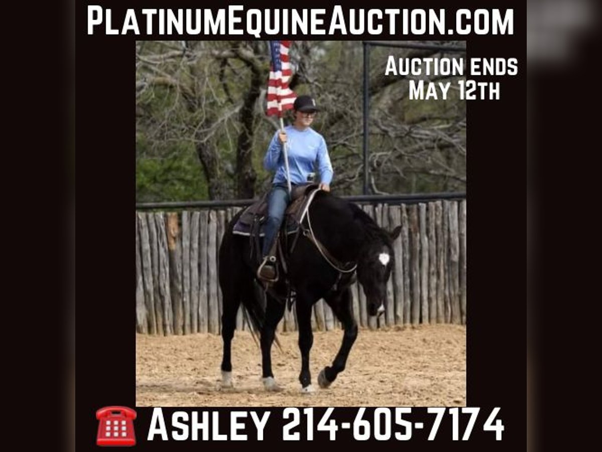 American Quarter Horse Gelding 15 years 15,2 hh Black in Weatherford TX