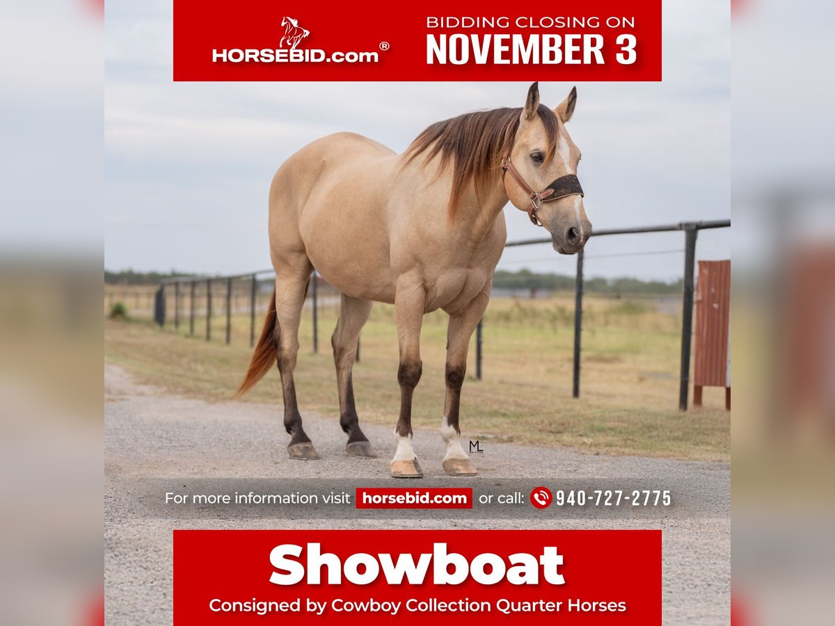 American Quarter Horse Gelding 15 years 15 hh Buckskin in Gainesville