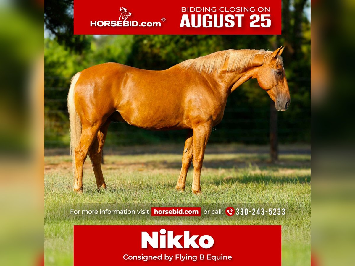 American Quarter Horse Gelding 15 years 15 hh Palomino in Lufkin