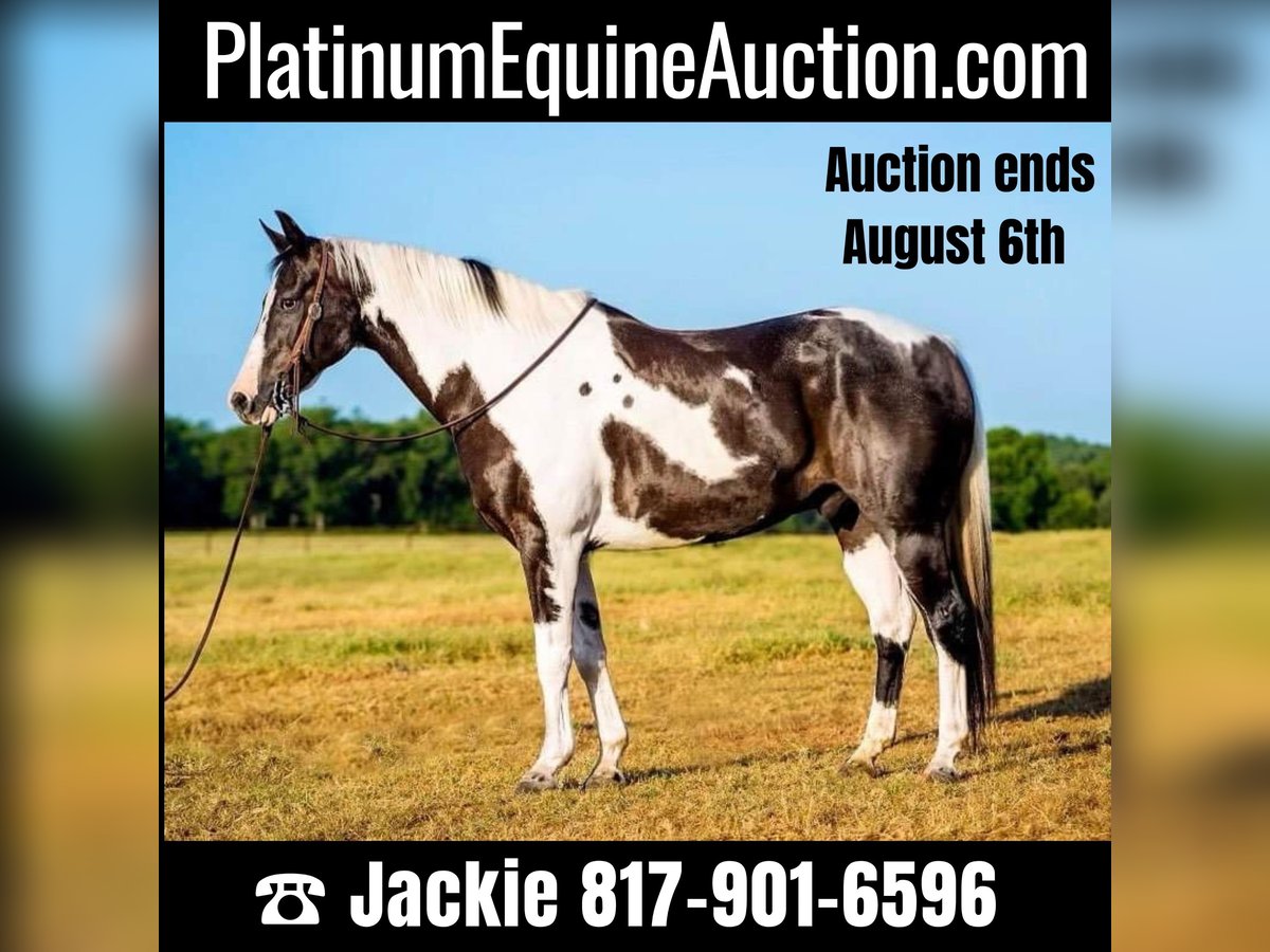 American Quarter Horse Gelding 15 years 15 hh Tobiano-all-colors in Lipan TX