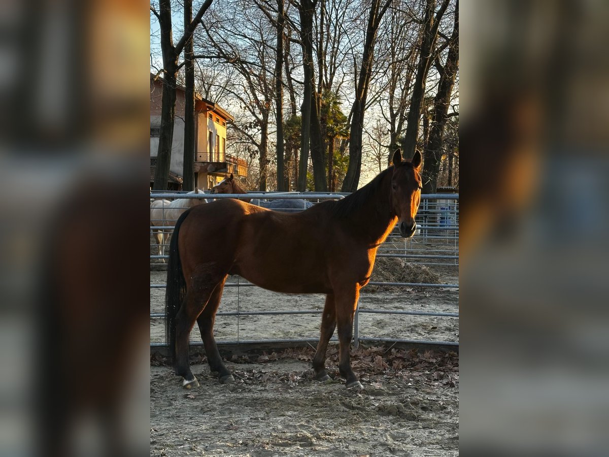 American Quarter Horse Gelding 15 years 15,1 hh Bay-Dark in Lomazzo American Quarter Horse Gelding 15 years 15,1 hh Bay-Dark in Lomazzo
