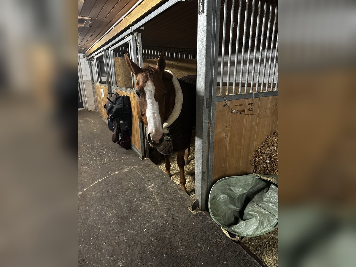 American Quarter Horse Gelding 15 years 15,1 hh Chestnut-Red in St.Gallen American Quarter Horse Gelding 15 years 15,1 hh Chestnut-Red in St.Gallen