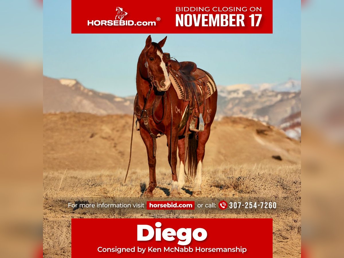 American Quarter Horse Gelding 15 years Chestnut in Lovell