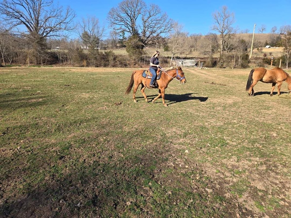 American Quarter Horse Gelding 15 years Red Dun in Ponce De Leon