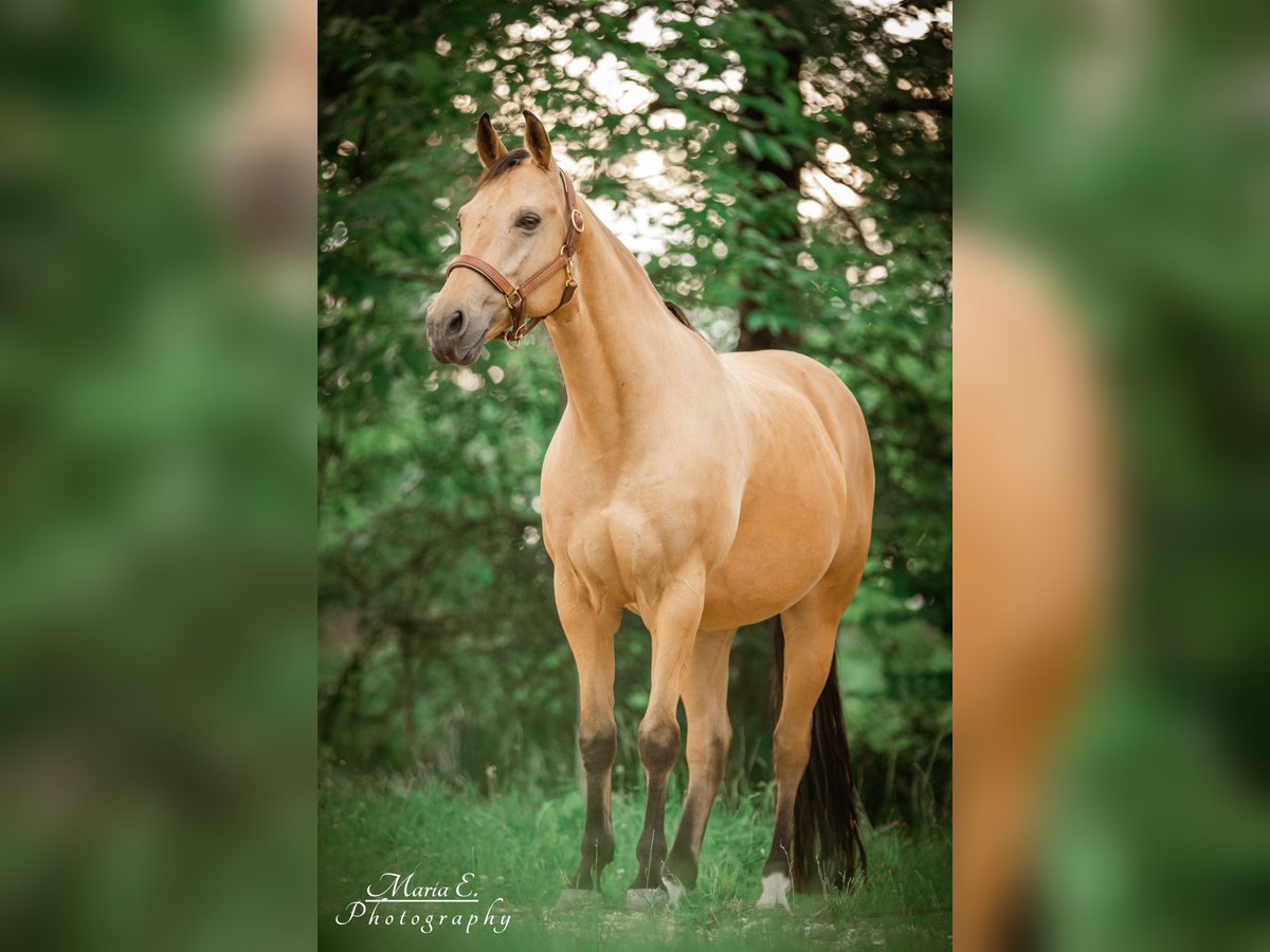 American Quarter Horse Gelding 16 years 14,2 hh Buckskin in Freilassing