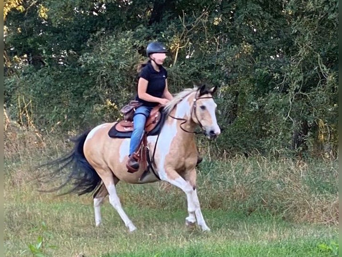 American Quarter Horse Mix Gelding 16 years 14,2 hh Pinto in Putlitz