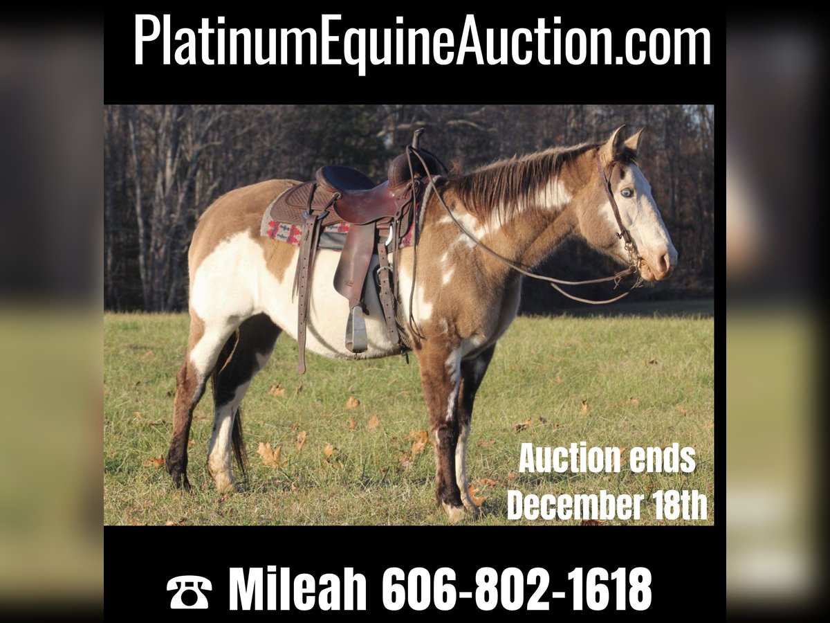 American Quarter Horse Gelding 16 years 14,3 hh Overo-all-colors in nANCY ky