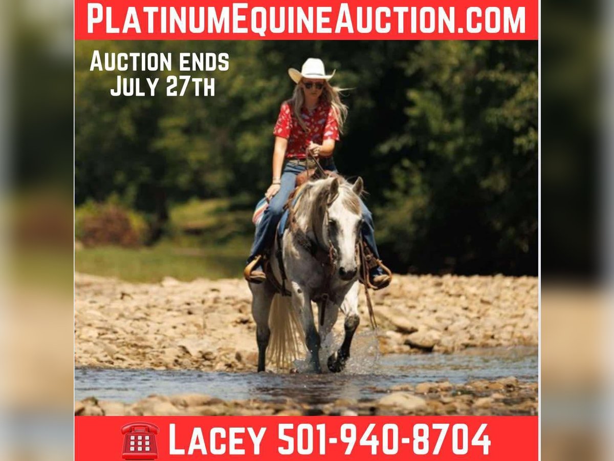 American Quarter Horse Gelding 16 years 14,2 hh Gray in Quitman AR