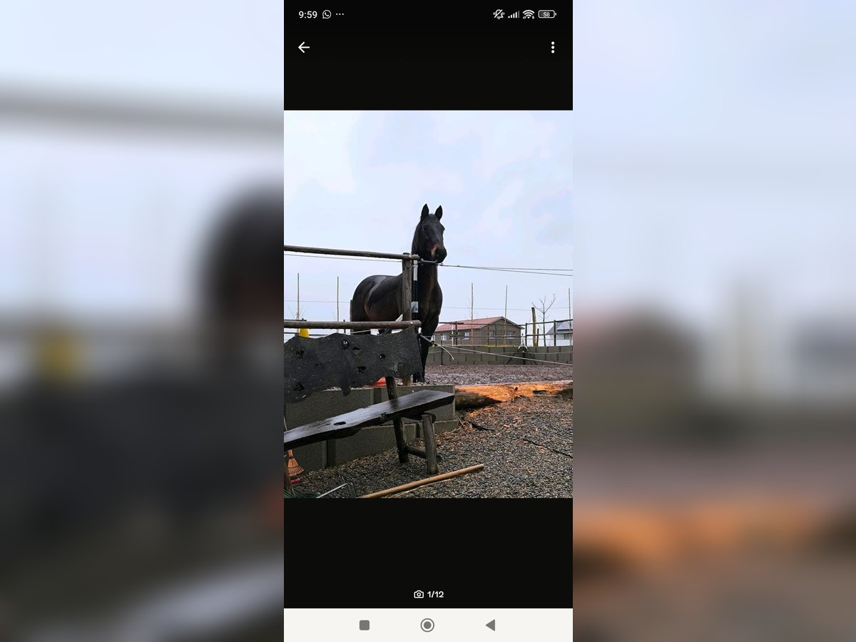American Quarter Horse Gelding 16 years 14,3 hh Brown in Dietmannsried