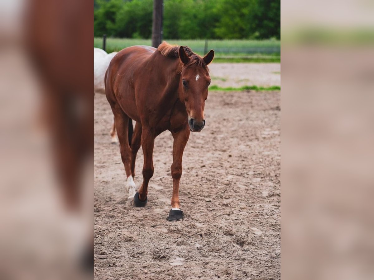 American Quarter Horse Gelding 16 years 15,2 hh Chestnut-Red in Leiferde