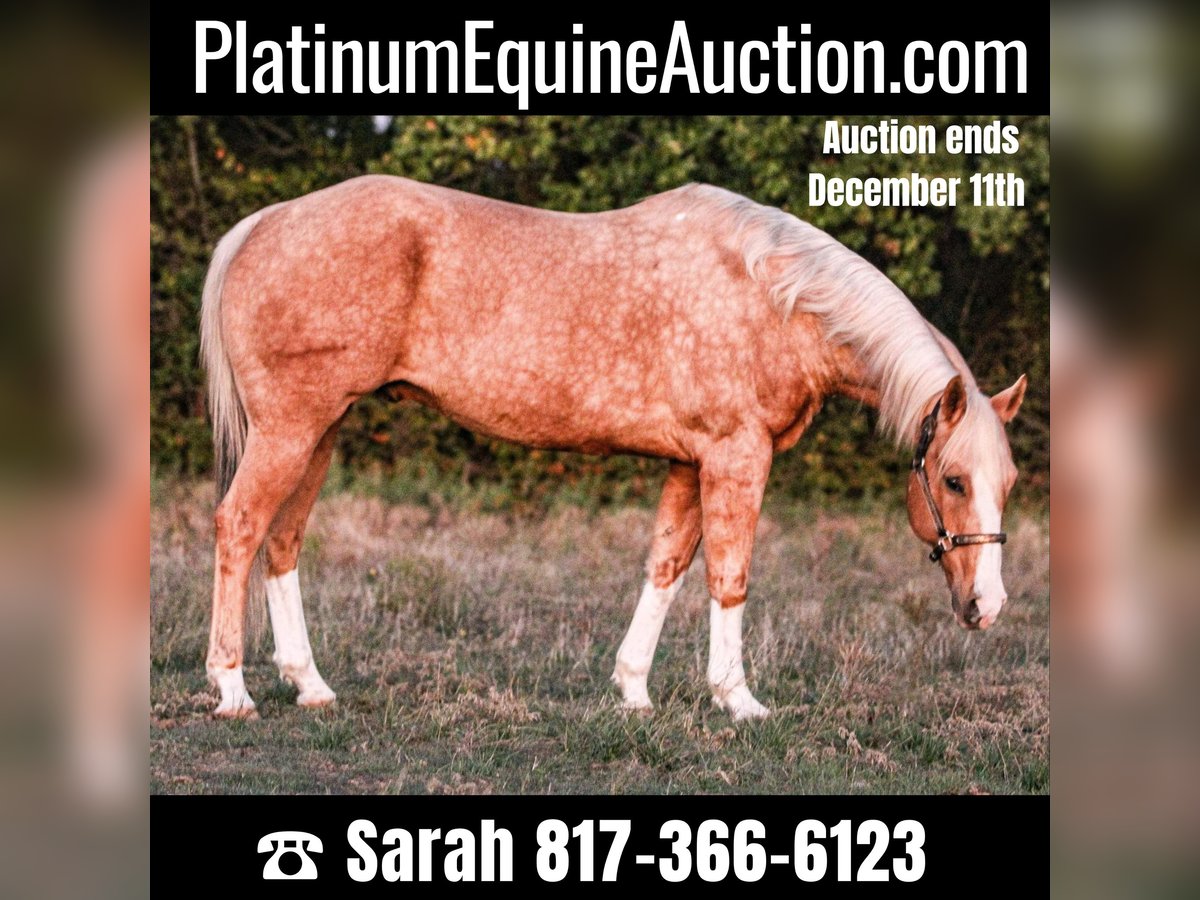 American Quarter Horse Gelding 16 years 15,2 hh Palomino in Weatherford TX