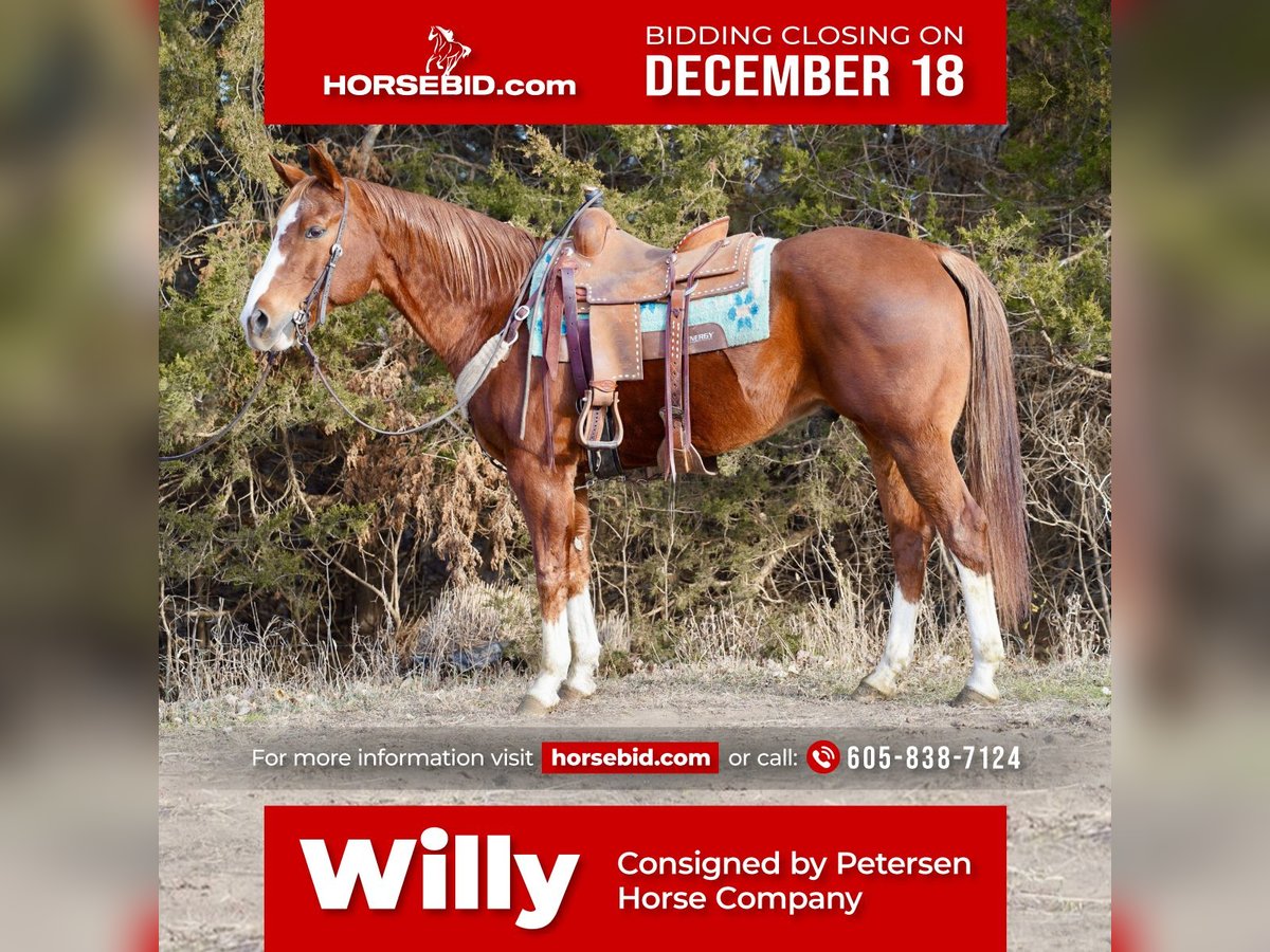 American Quarter Horse Gelding 16 years 15,2 hh Sorrel in Valley Springs