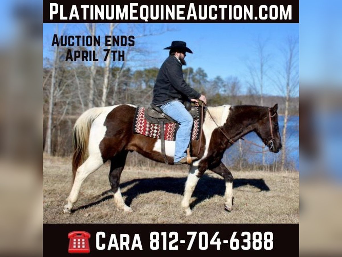 American Quarter Horse Gelding 16 years 15,2 hh Tobiano-all-colors in Borden IN