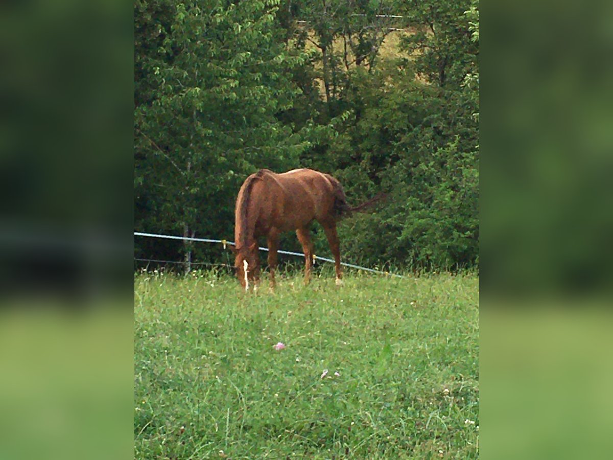 American Quarter Horse Gelding 16 years 15 hh Chestnut-Red in Trierweiler