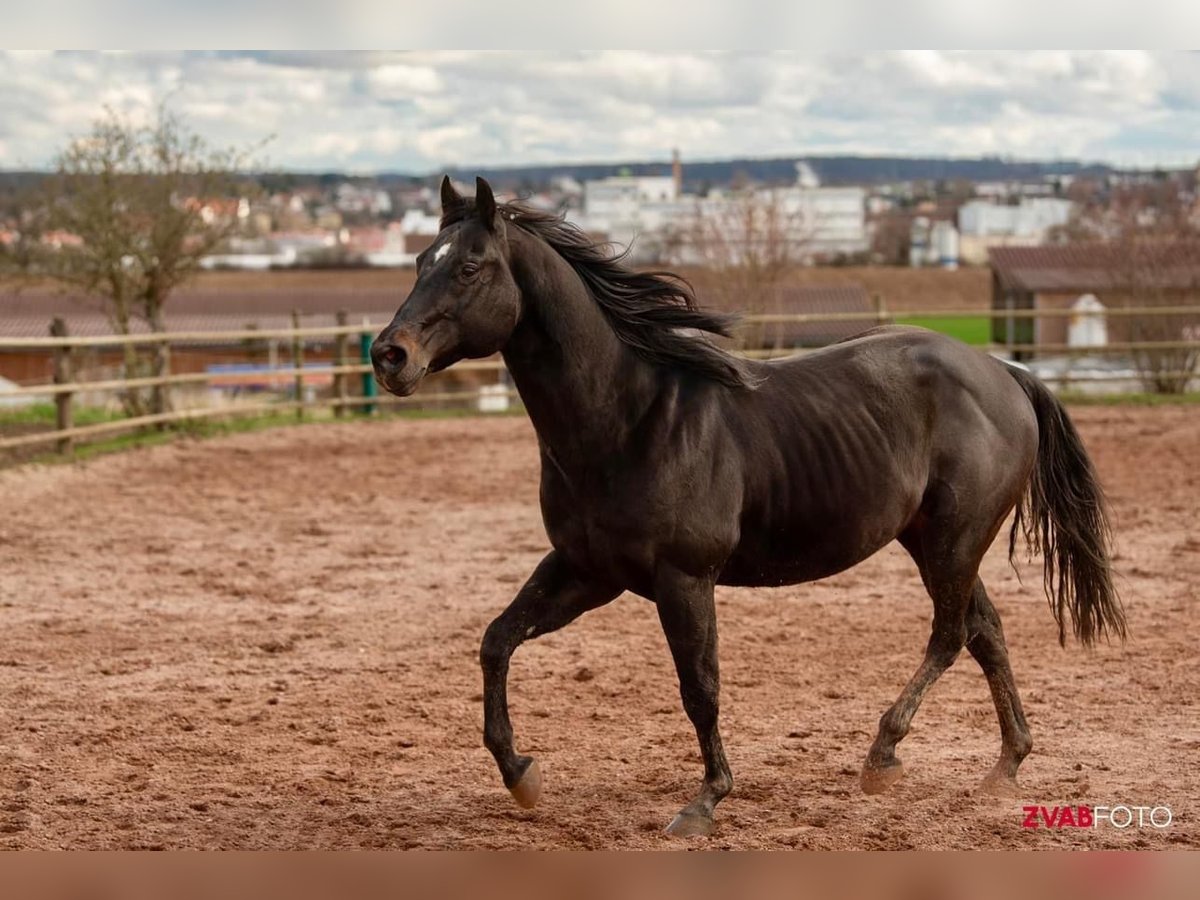 American Quarter Horse Gelding 16 years 15 hh Smoky-Black in Bad Wimpfen