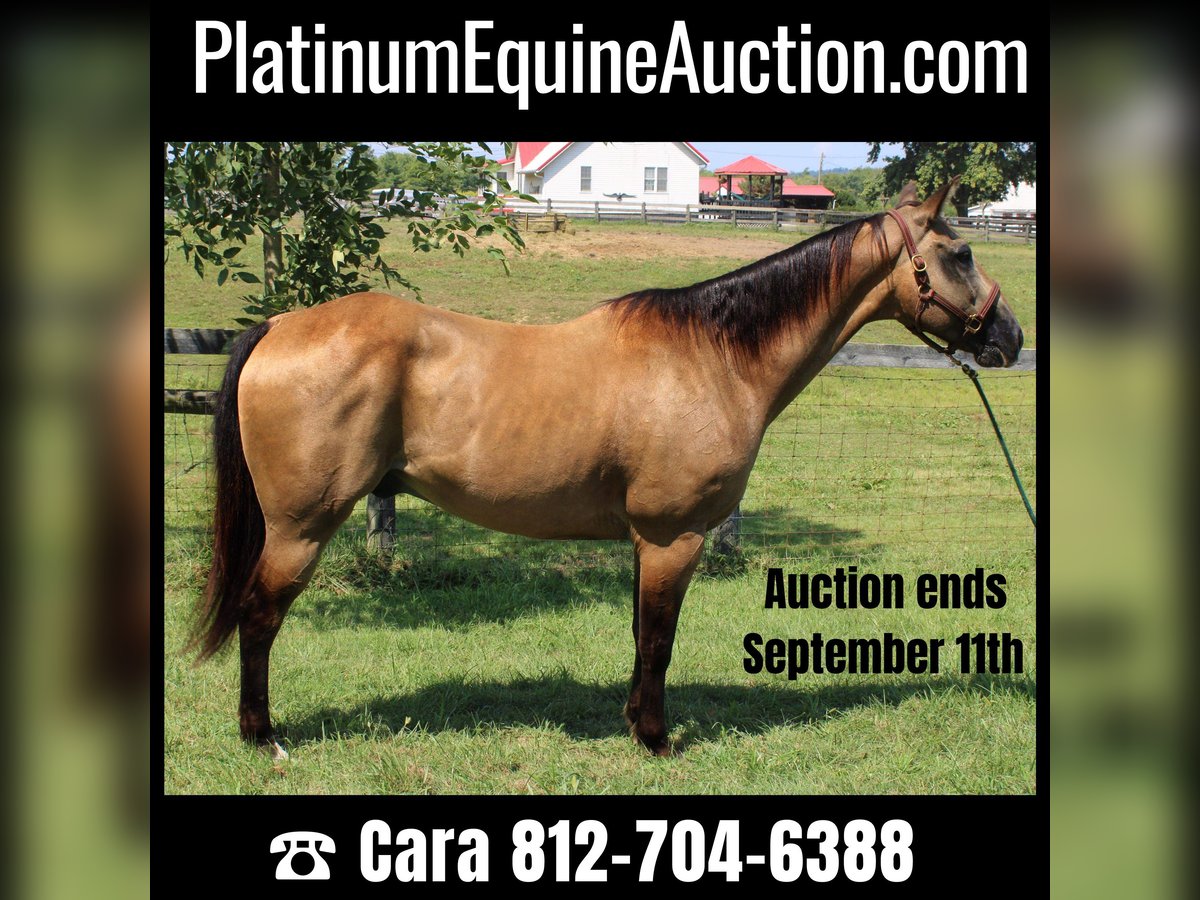 American Quarter Horse Gelding 16 years 15,2 hh Buckskin in Borden In
