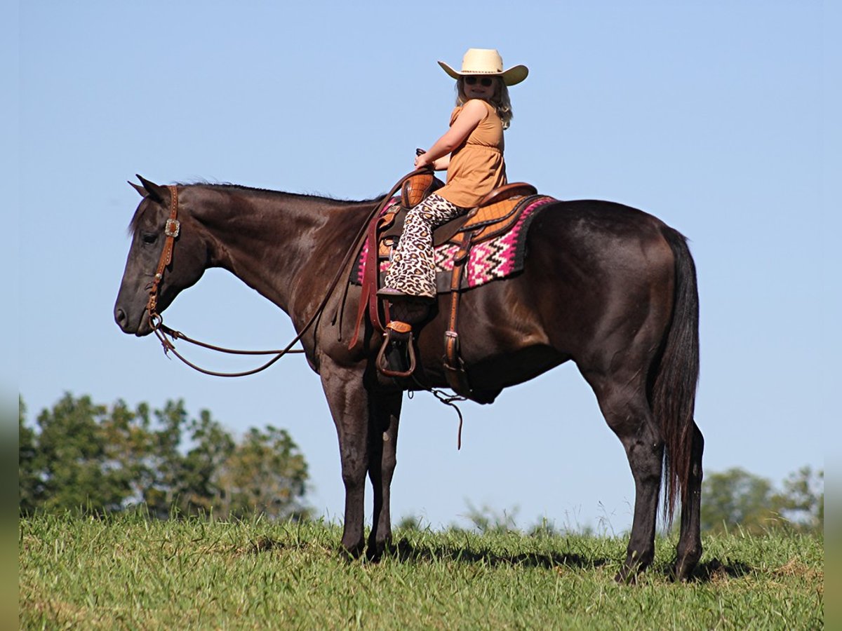 American Quarter Horse Gelding 16 years 16 hh Black in Mount Vernon KY