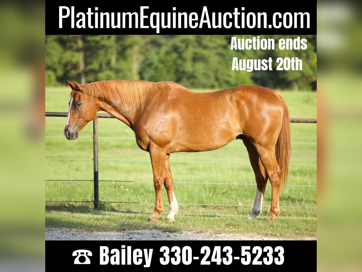 American Quarter Horse Gelding 16 years 16 hh Chestnut in Huntsville TX