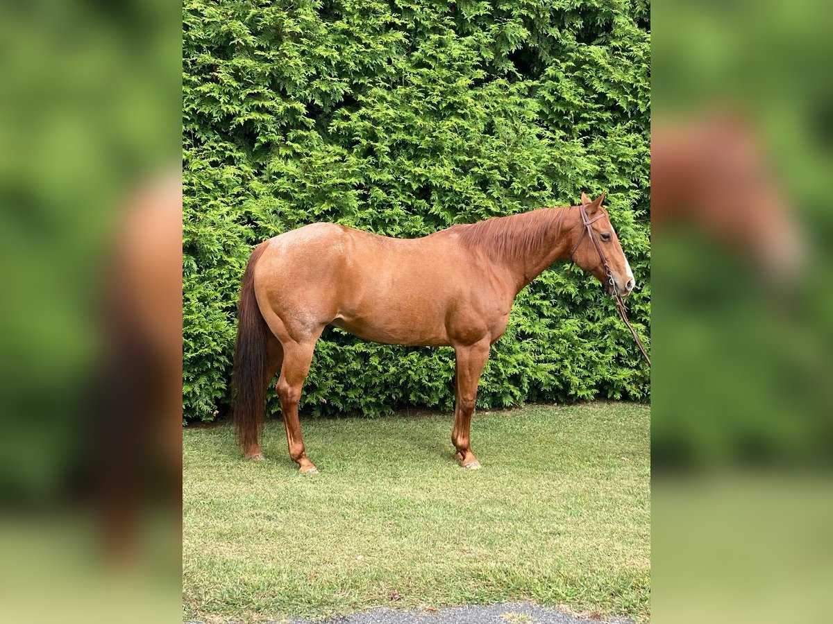 American Quarter Horse Gelding 16 years 16 hh Roan-Red in Royersford