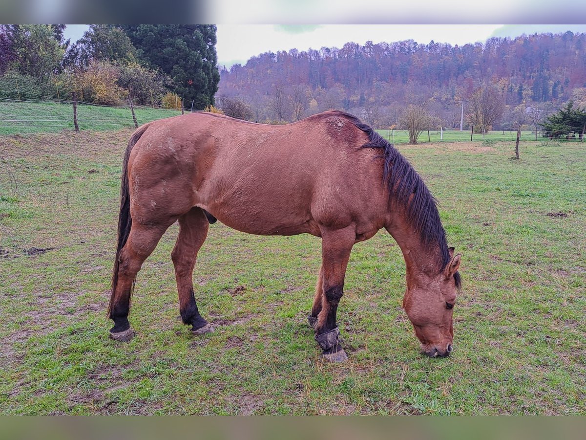 American Quarter Horse Gelding 17 years 15,1 hh Brown in Rottenburg am Neckar