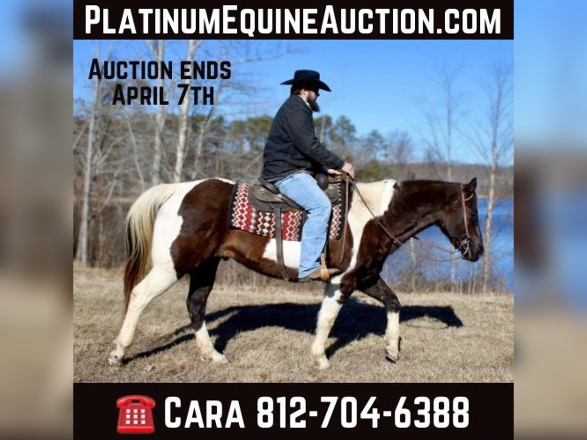 American Quarter Horse Gelding 17 years 15,2 hh Tobiano-all-colors in Borden IN