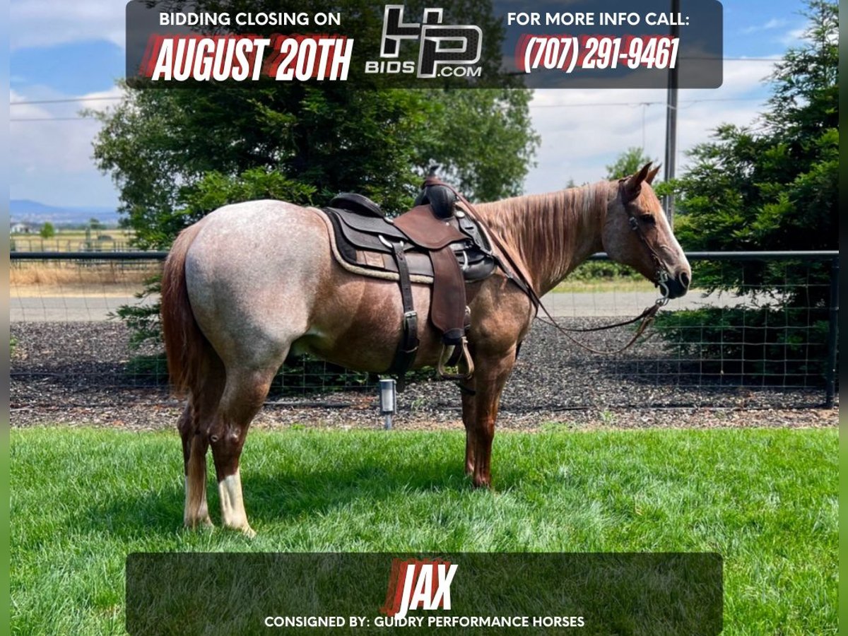 American Quarter Horse Gelding 17 years 15 hh Roan-Red in Anderson, CA