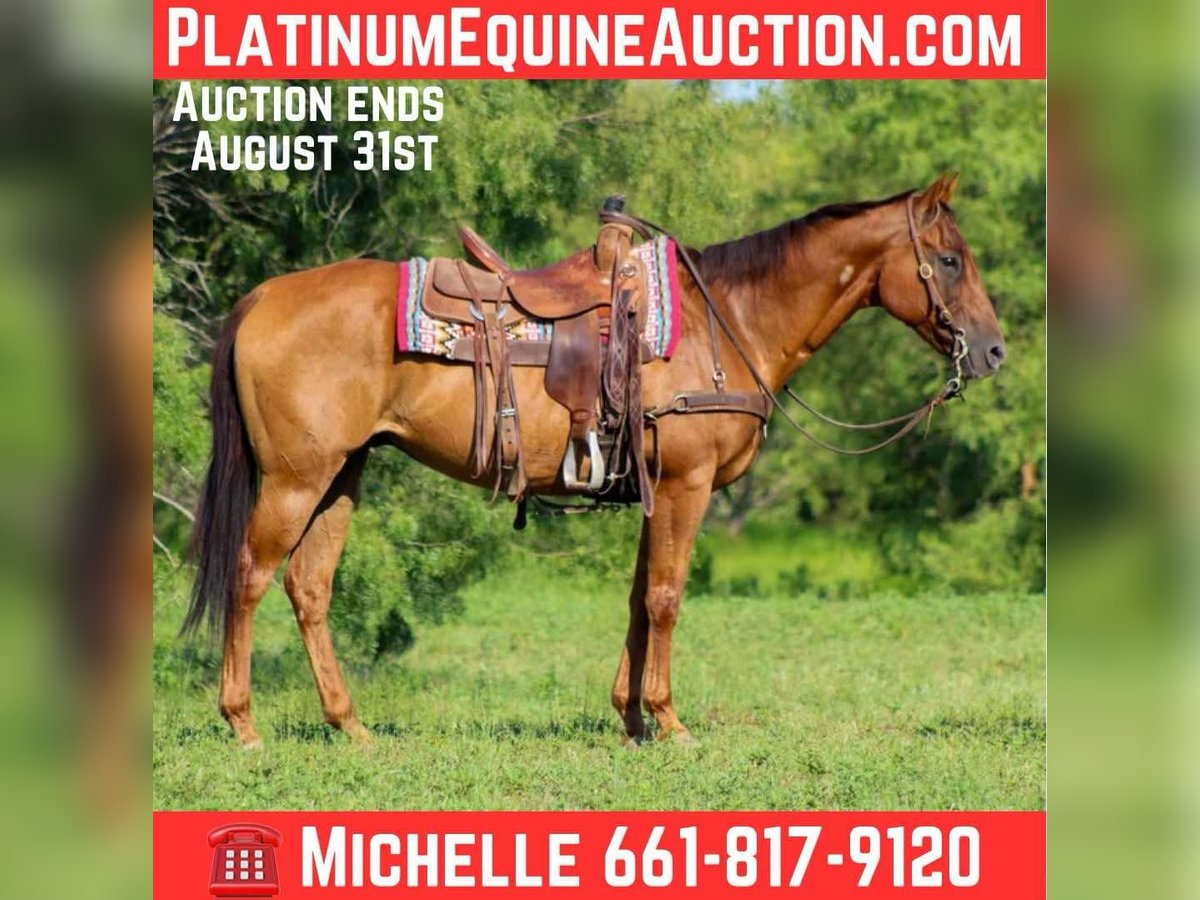 American Quarter Horse Gelding 17 years 15,1 hh Chestnut in Stephenville TX